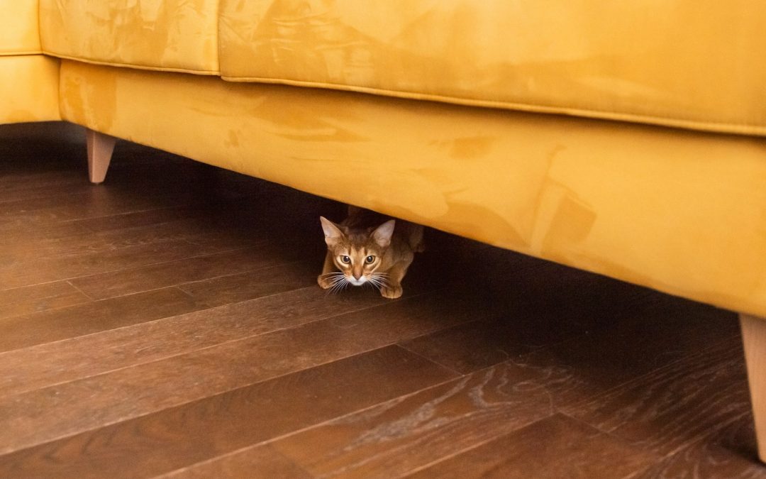 Cozy Corners and Secret Nooks: Creating Hiding Places All Around Your Home for Your Pets