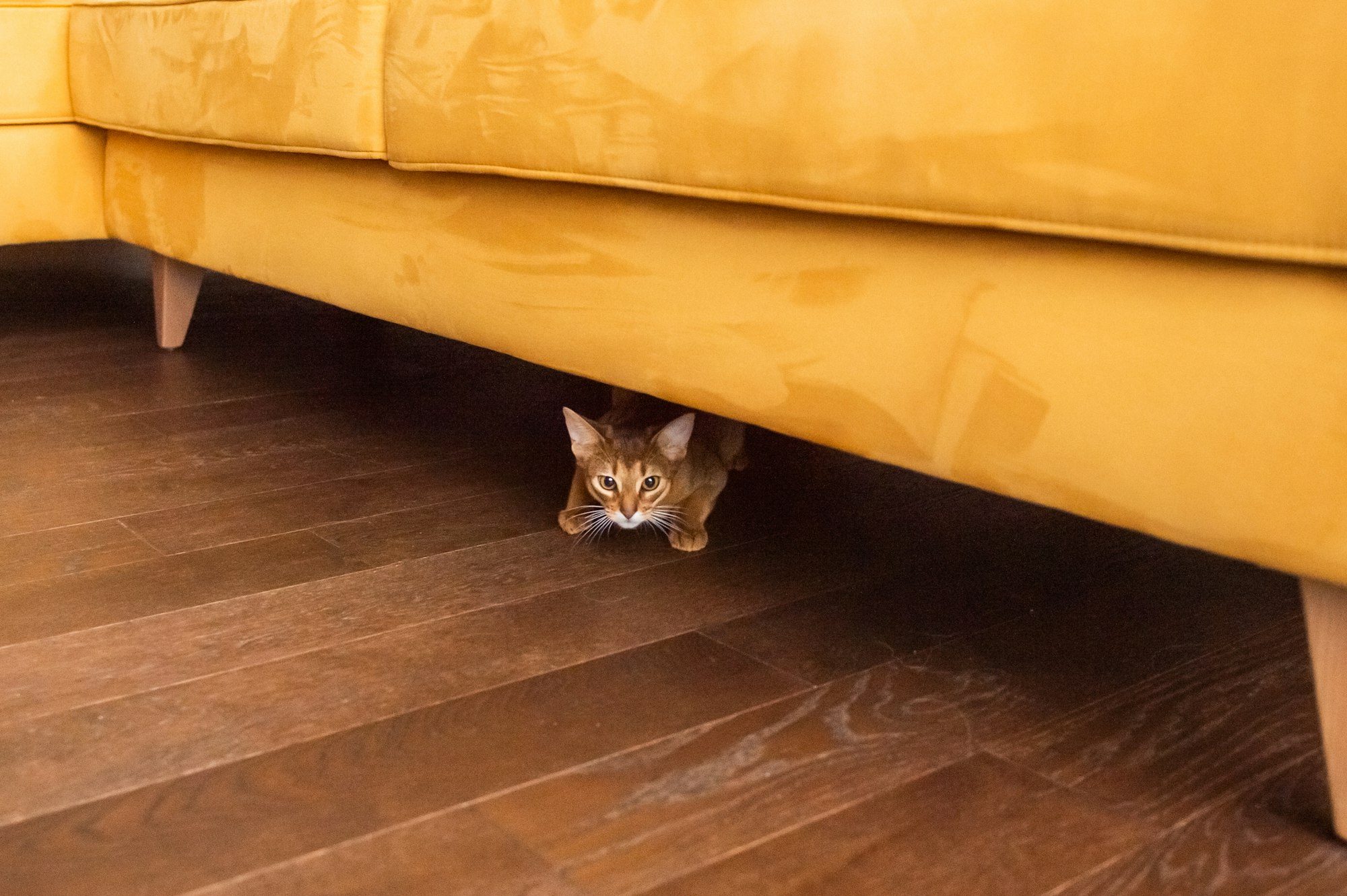 A purebred Abyssinian cat hides under a yellow sofa