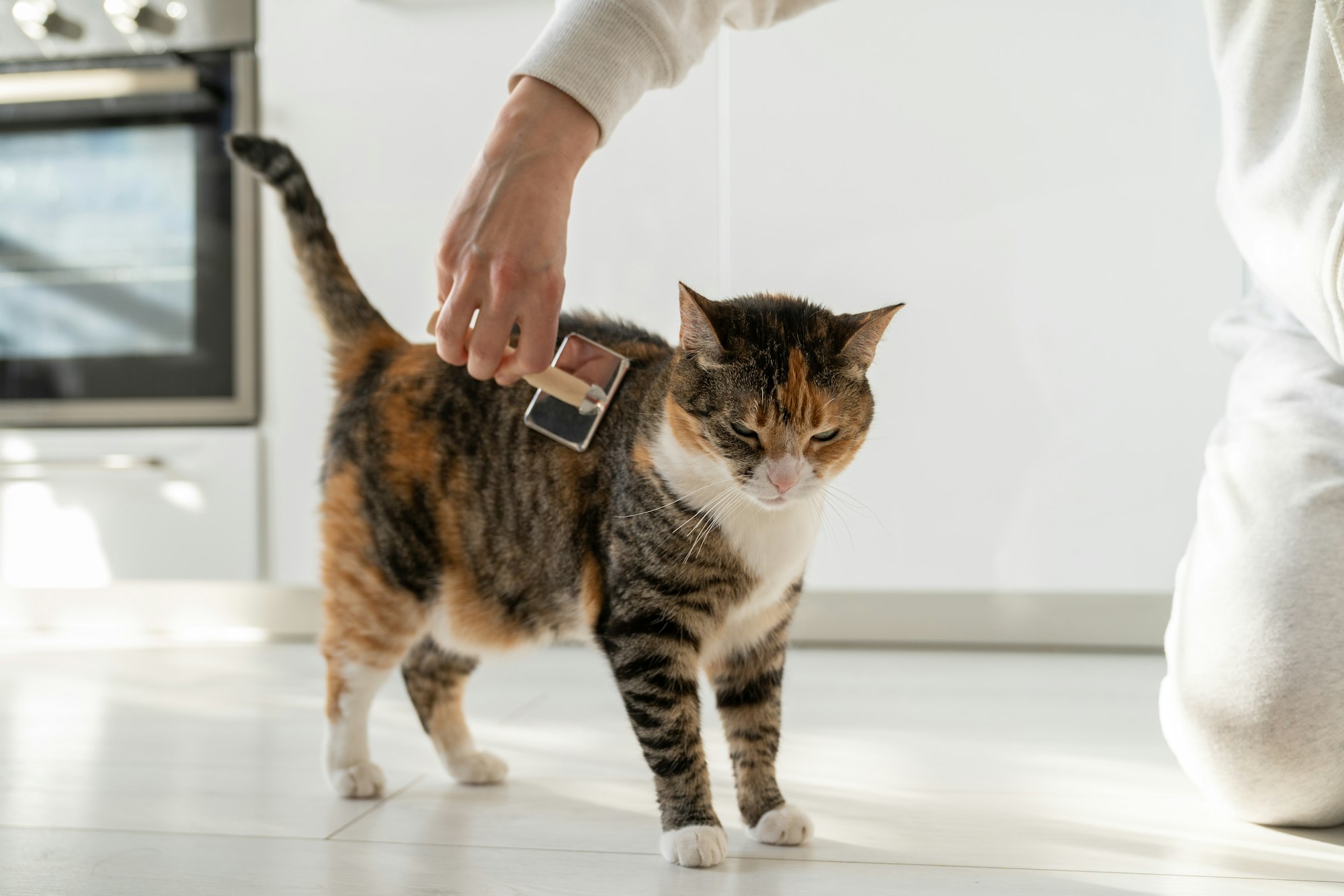 Closeup of female combing fur cat with brush on the floor. Cat lovers, grooming, combing wool