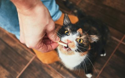 Treating Your Furry Friends: The Correct Way to Feed Pet Snacks Without Spoiling Them