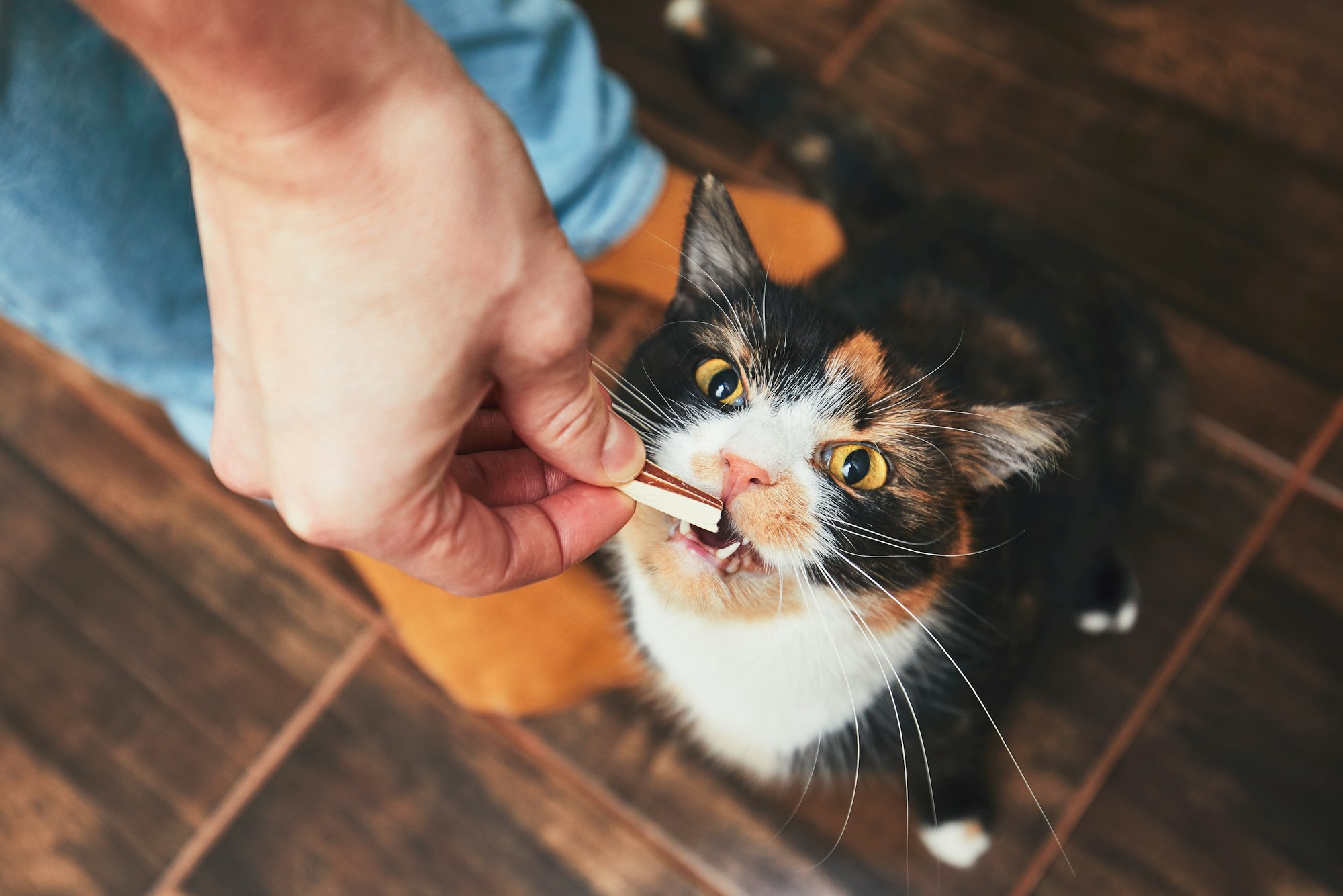 Domestic life with pet. Young man gives his cat meat snack.