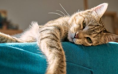 Understanding and Addressing Pet Depression: A Comprehensive Guide