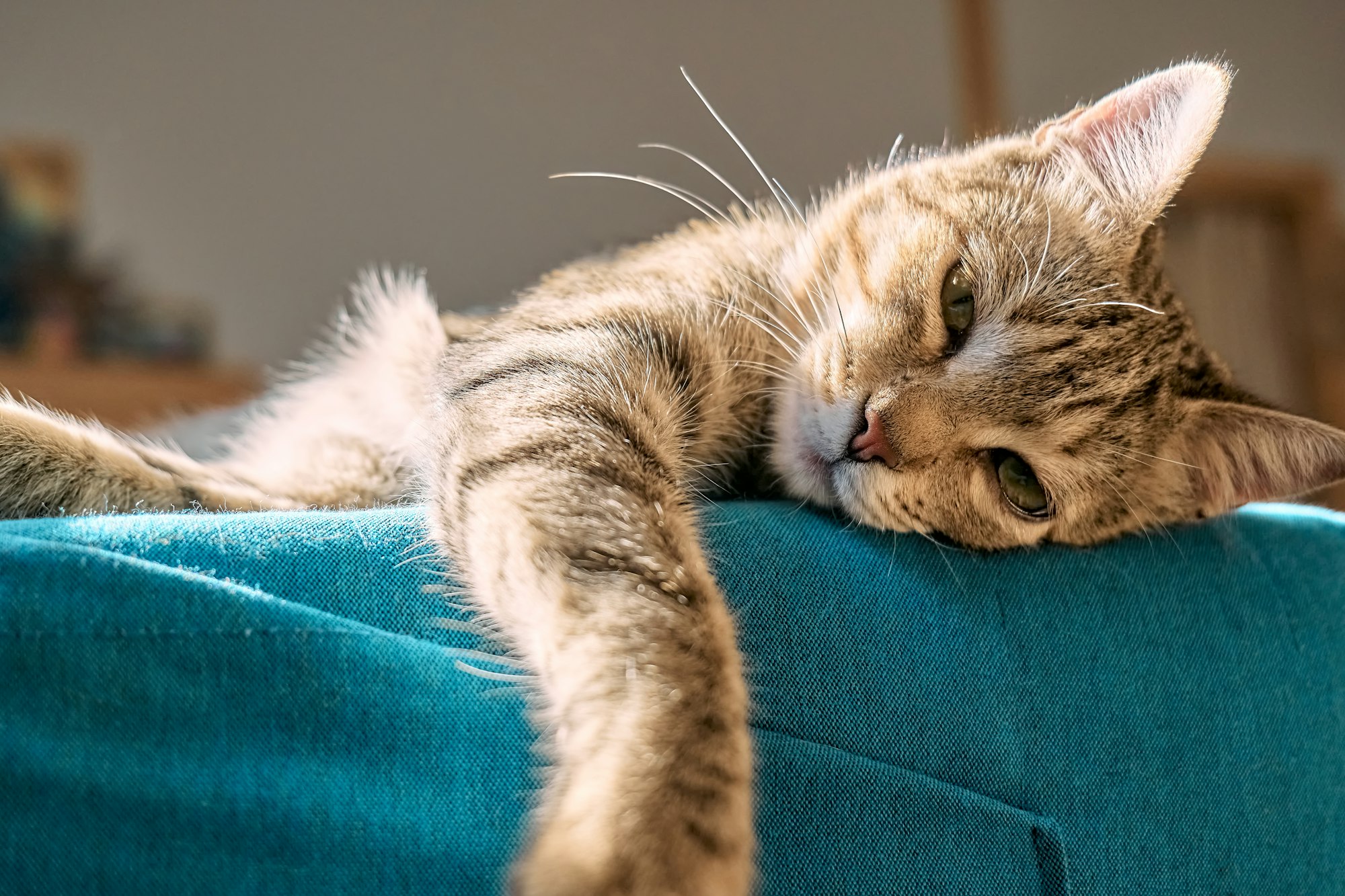 Cute tabby cat sleeping on blue sofa. Bored, funny home pet.