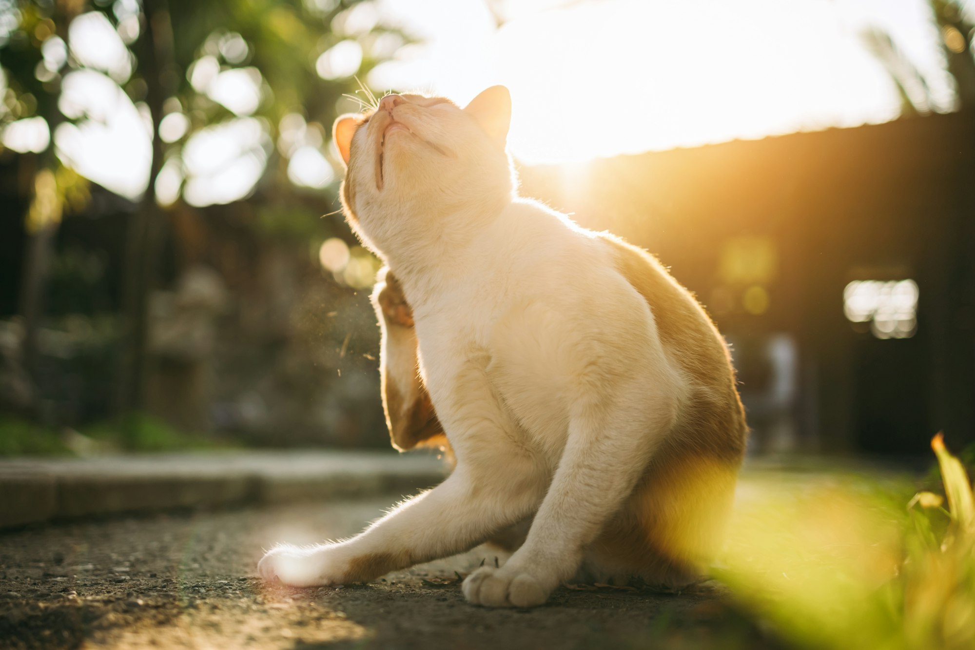 Itchy cat scratching its skin