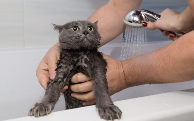 Does Your Cat Actually Need a Bath? Understanding When to Bathe Your Feline Friend