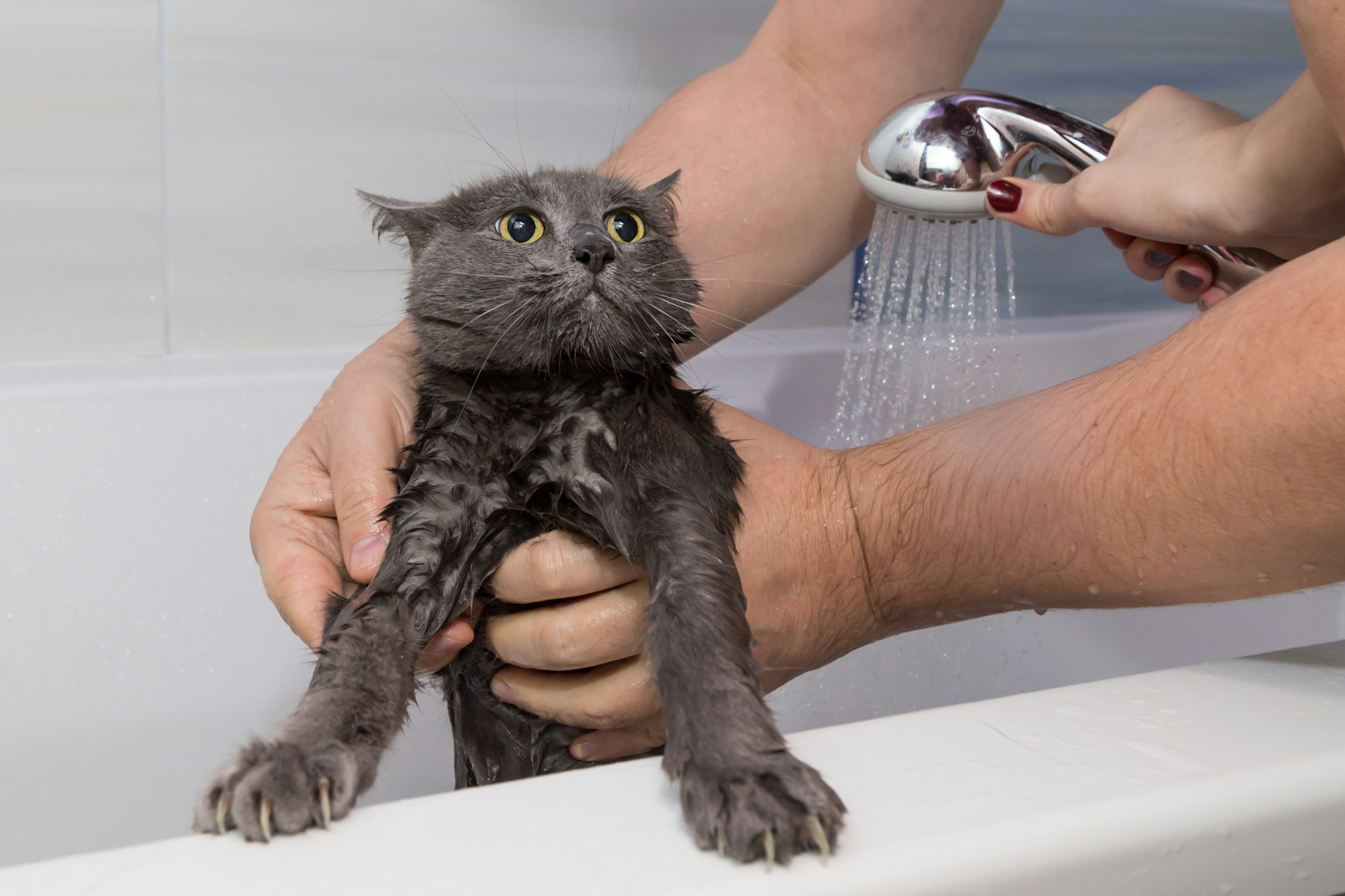 showering a frightened gray Russian blue cat