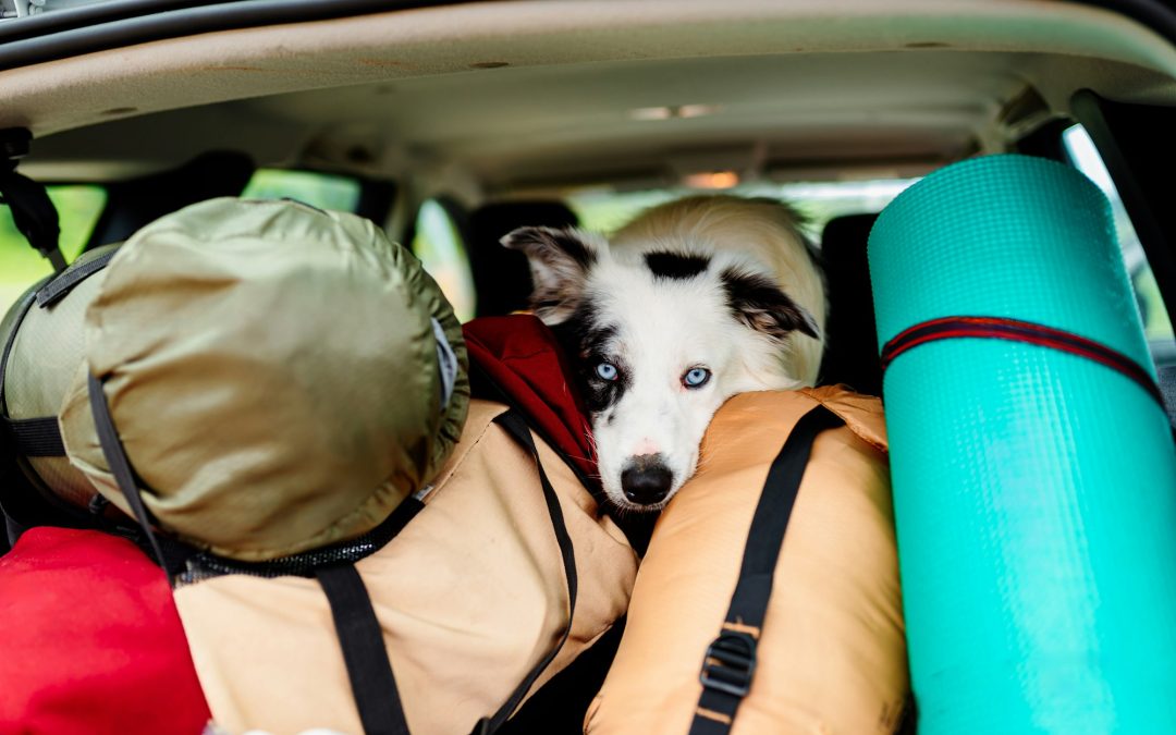 Journeying with Furry Companions: Tips and Insights for Traveling with Pets