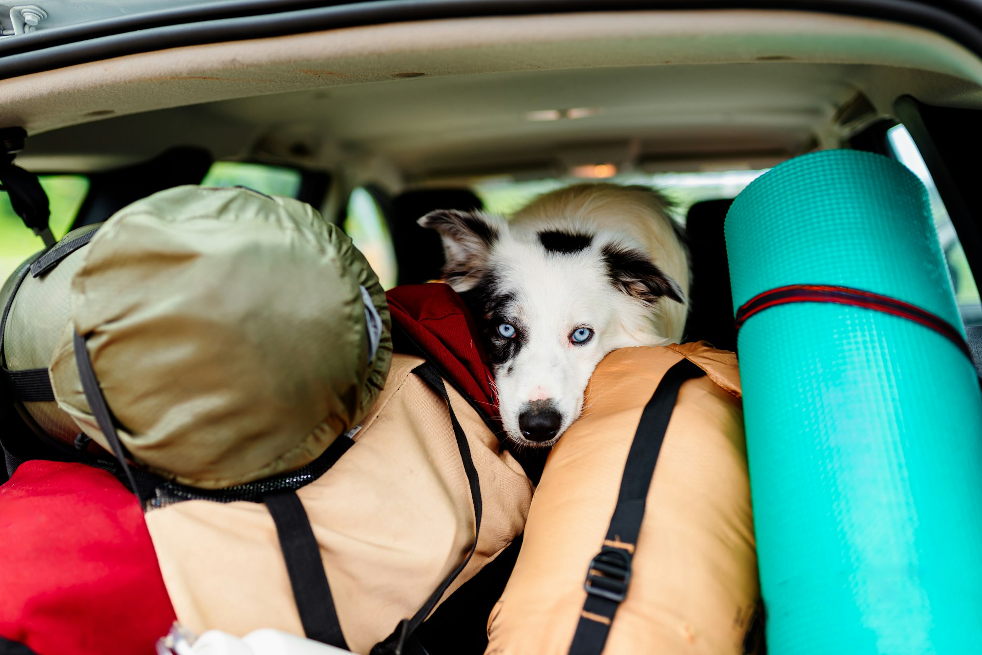 Traveling with a pet.